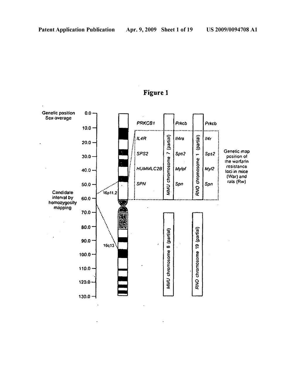 Vitamin K Epoxide Recycling Polypeptide VKORC1, a Therapeutic Target of Coumarin and Their Derivatives - diagram, schematic, and image 02