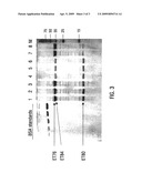 Coleopteran-Toxic Polypeptide Compositions And Insect-Resistant Transgenic Plants diagram and image