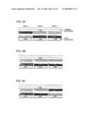 ELECTROPHORETIC DISPLAY DEVICE, ELECTRONIC APPARATUS, AND METHOD OF DRIVING ELECTROPHORETIC DISPLAY DEVICE diagram and image