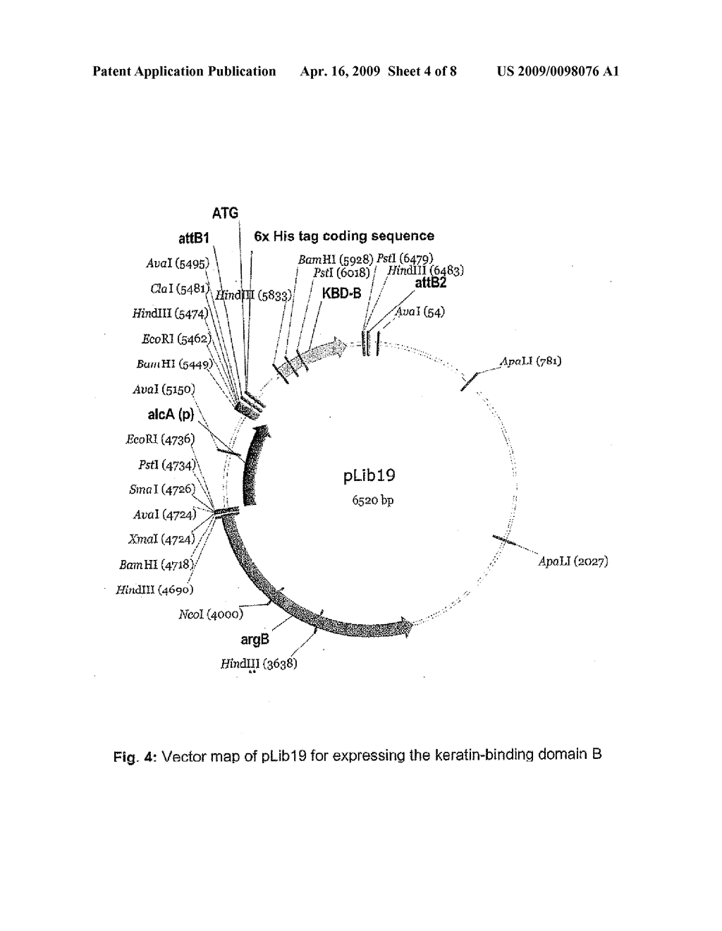 Method For the Production of a Keratin-Binding Effector Molecule - diagram, schematic, and image 05