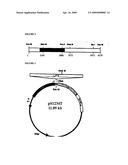 METHOD OF TREATING LACTOSE INTOLERANCE USING GENETICALLY ENGINEERED BACTERIA diagram and image