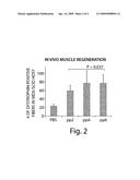 SKELETAL MUSCLE AUGMENTATION UTILIZING MUSCLE-DERIVED PROGENITOR COMPOSITIONS, AND TREATMENTS THEREOF diagram and image