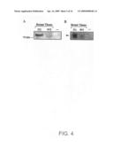 Hormonally up-regulated, neu-tumor-associated kinase diagram and image