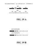 IDENTIFICATION AND ENGINEERING OF ANTIBODIES WITH VARIANT HEAVY CHAINS AND METHODS OF USING SAME diagram and image