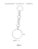 Vaccines Containing Canine Parvovirus Genetic Variants diagram and image