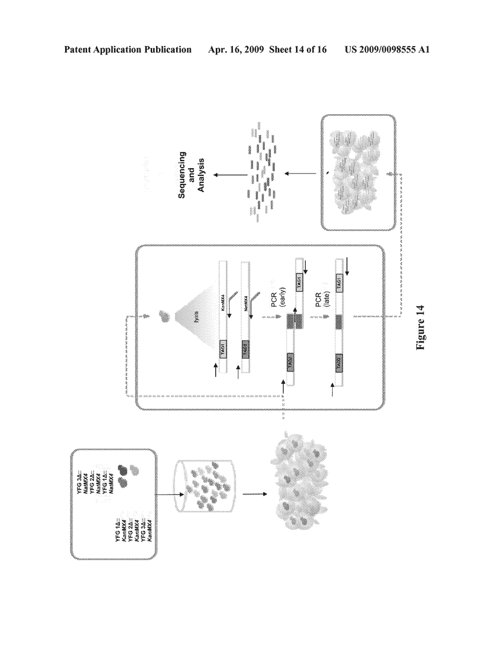 METHODS AND APPLICATIONS FOR STITCHED DNA BARCODES - diagram, schematic, and image 15