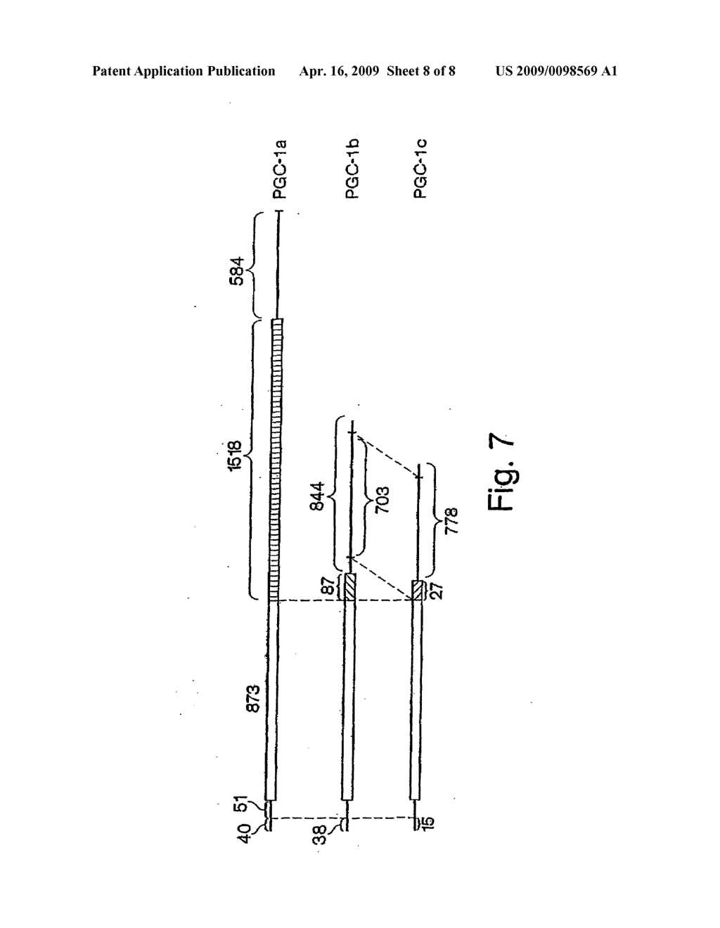 Novel PGC-1 Isoforms and Uses Therefor - diagram, schematic, and image 09