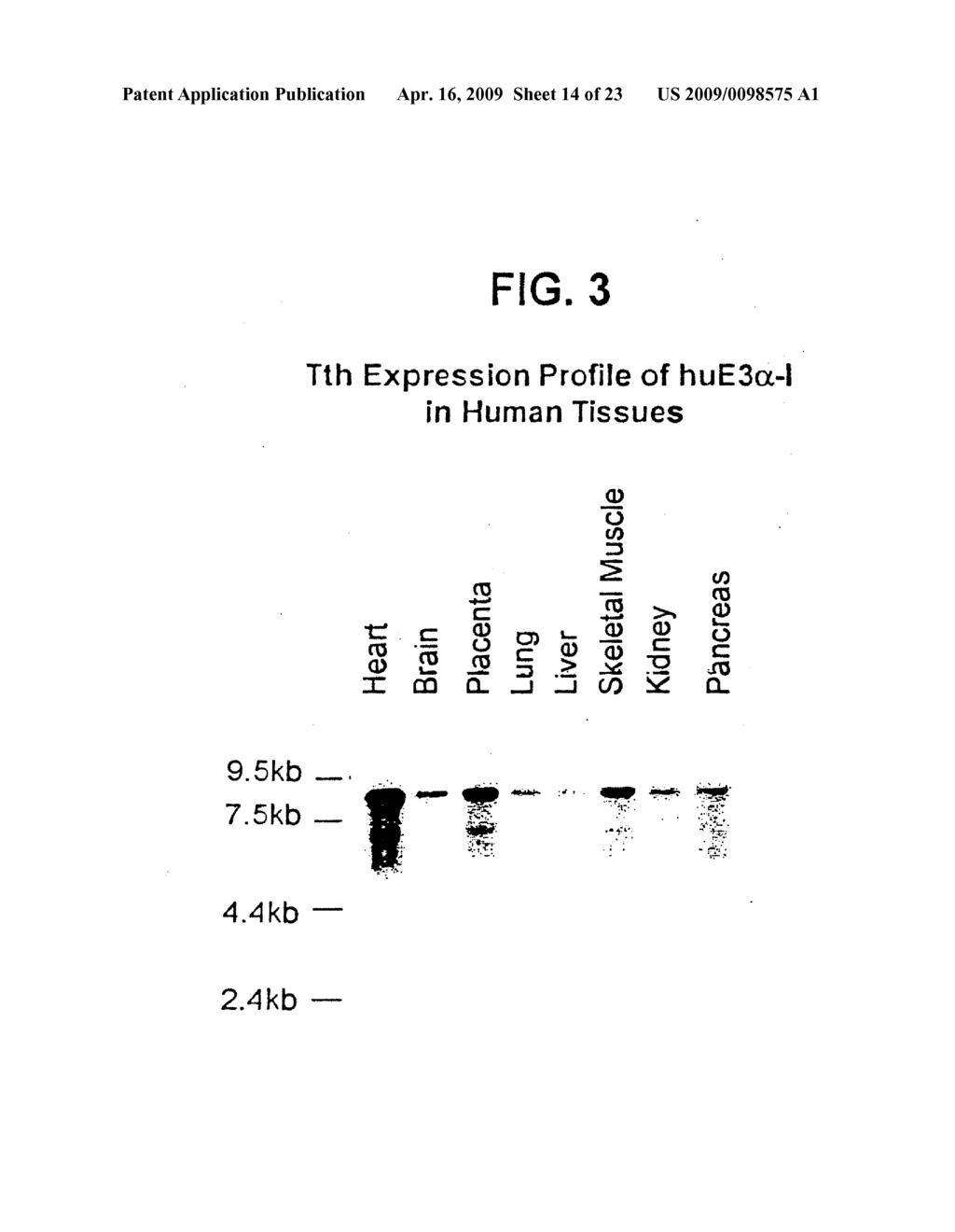 The Human E3alpha Ubiquitin Ligase Family - diagram, schematic, and image 15