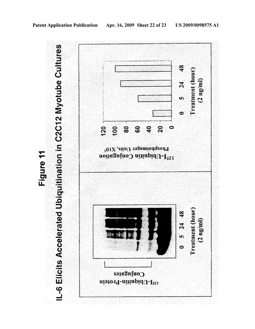 The Human E3alpha Ubiquitin Ligase Family - diagram, schematic, and image 23