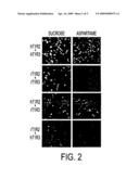 HUMAN T1R2 POLYPEPTIDE FUNCTIONAL ASSAYS diagram and image