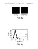 HUMAN T1R2 POLYPEPTIDE FUNCTIONAL ASSAYS diagram and image