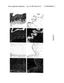 POLYPEPTIDES SHARING SEQUENCE IDENTITY WITH A FIBROBLAST GROWTH FACTOR POLYPEPTIDE AND NUCLEIC ACIDS ENCODING THE SAME diagram and image