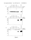 POLYPEPTIDES SHARING SEQUENCE IDENTITY WITH A FIBROBLAST GROWTH FACTOR POLYPEPTIDE AND NUCLEIC ACIDS ENCODING THE SAME diagram and image