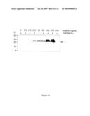 POLYPEPTIDES SHARING SEQUENCE IDENTITY WITH A FIBROBLAST GROWTH FACTOR POLYPEPTIDE AND NUCLEIC ACIDS ENCODING THE SAME diagram and image