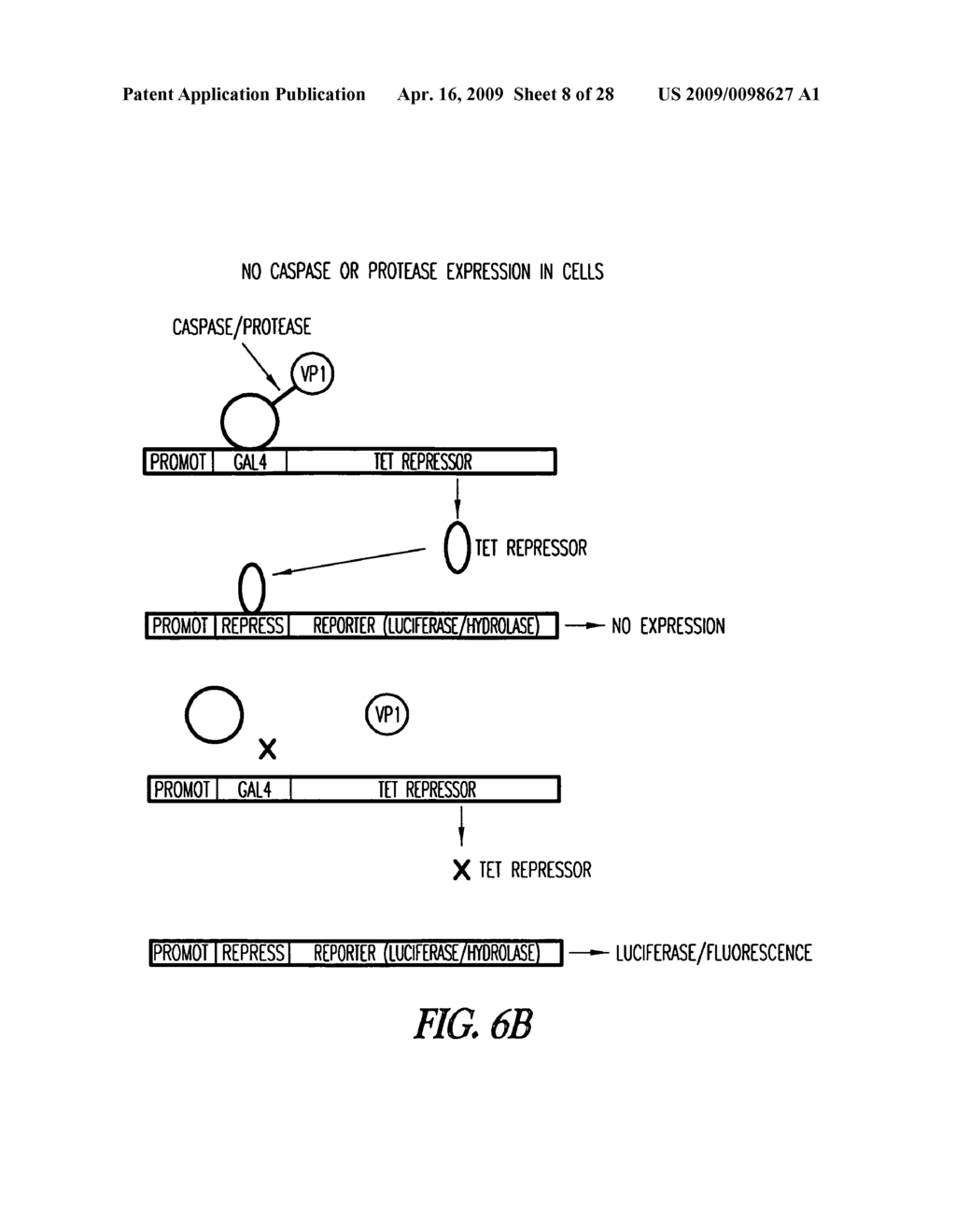 Method of immobilizing a protein or molecule via a mutant dehalogenase that is bound to an immobilized dehalogenase substrate and linked directly or indirectly to the protein or molecule - diagram, schematic, and image 09