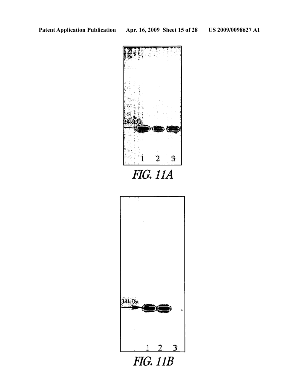 Method of immobilizing a protein or molecule via a mutant dehalogenase that is bound to an immobilized dehalogenase substrate and linked directly or indirectly to the protein or molecule - diagram, schematic, and image 16