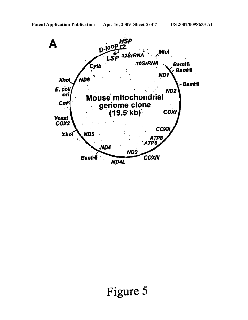 Transgenomic Mitochondria, Transmitochondrial Cells and Organisms, and Methods of Making and Using - diagram, schematic, and image 06