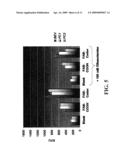 Methods of Modifying Support Surfaces for the Immobilization of Particles and the Use of the Immobilized Particles for Analyzing Nucleic Acids diagram and image