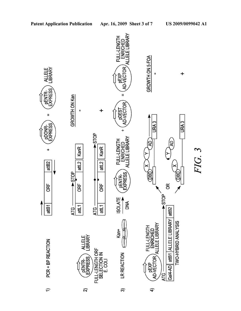 Reverse Two-Hybrid System for Identification of Interaction Domains - diagram, schematic, and image 04