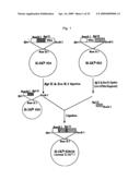 HLA-A24-RESTRICTED CANCER ANTIGEN PEPTIDES diagram and image