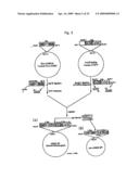 HLA-A24-RESTRICTED CANCER ANTIGEN PEPTIDES diagram and image