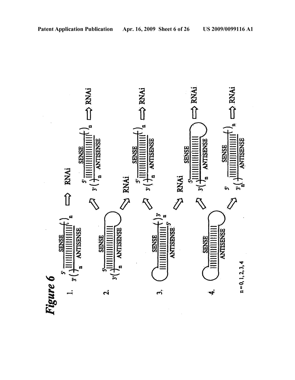 RNA INTERFERENCE MEDIATED INHIBITION OF FOS GENE EXPRESSION USING SHORT INTERFERING NUCLEIC ACID (siNA) - diagram, schematic, and image 07