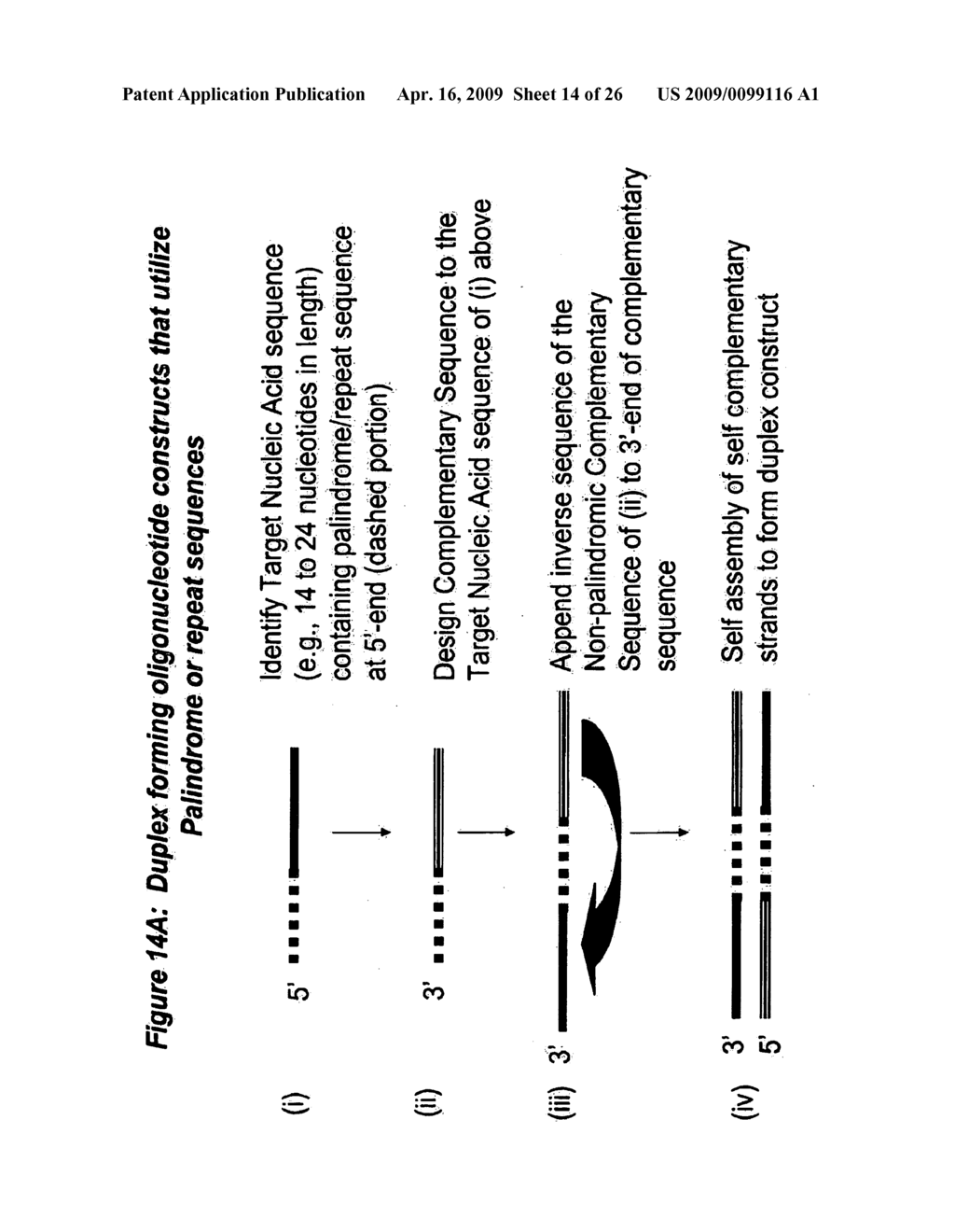 RNA INTERFERENCE MEDIATED INHIBITION OF FOS GENE EXPRESSION USING SHORT INTERFERING NUCLEIC ACID (siNA) - diagram, schematic, and image 15