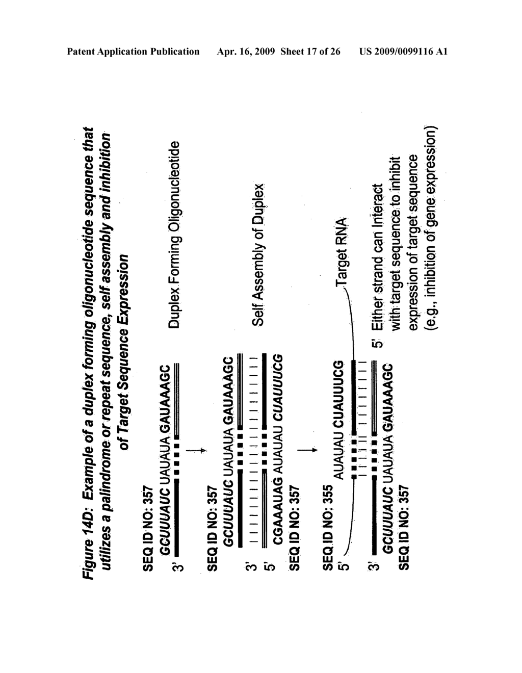 RNA INTERFERENCE MEDIATED INHIBITION OF FOS GENE EXPRESSION USING SHORT INTERFERING NUCLEIC ACID (siNA) - diagram, schematic, and image 18