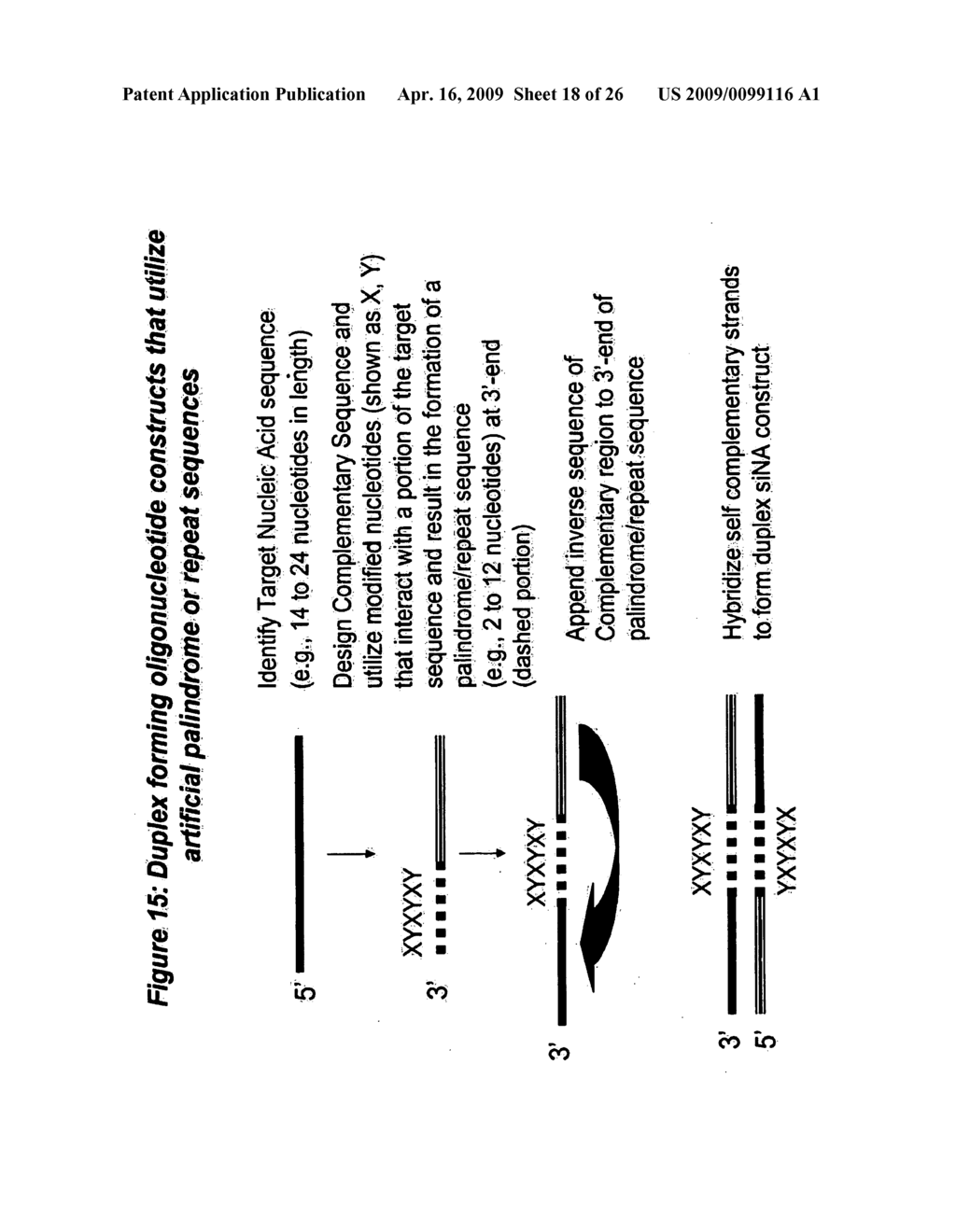 RNA INTERFERENCE MEDIATED INHIBITION OF FOS GENE EXPRESSION USING SHORT INTERFERING NUCLEIC ACID (siNA) - diagram, schematic, and image 19