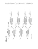 RNA INTERFERENCE MEDIATED INHIBITION OF MYOSTATIN GENE EXPRESSION USING SHORT INTERFERING NUCLEIC ACID (siNA) diagram and image