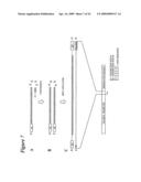 RNA INTERFERENCE MEDIATED INHIBITION OF MYOSTATIN GENE EXPRESSION USING SHORT INTERFERING NUCLEIC ACID (siNA) diagram and image