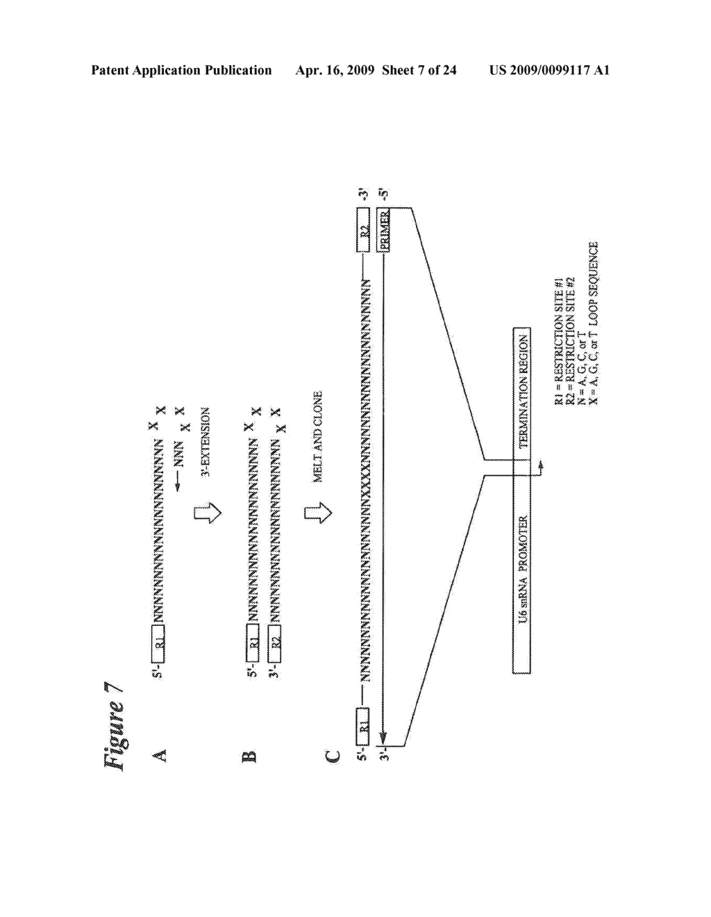 RNA INTERFERENCE MEDIATED INHIBITION OF MYOSTATIN GENE EXPRESSION USING SHORT INTERFERING NUCLEIC ACID (siNA) - diagram, schematic, and image 08