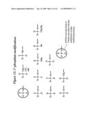 RNA INTERFERENCE MEDIATED INHIBITION OF MYOSTATIN GENE EXPRESSION USING SHORT INTERFERING NUCLEIC ACID (siNA) diagram and image