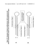 RNA INTERFERENCE MEDIATED INHIBITION OF MYOSTATIN GENE EXPRESSION USING SHORT INTERFERING NUCLEIC ACID (siNA) diagram and image