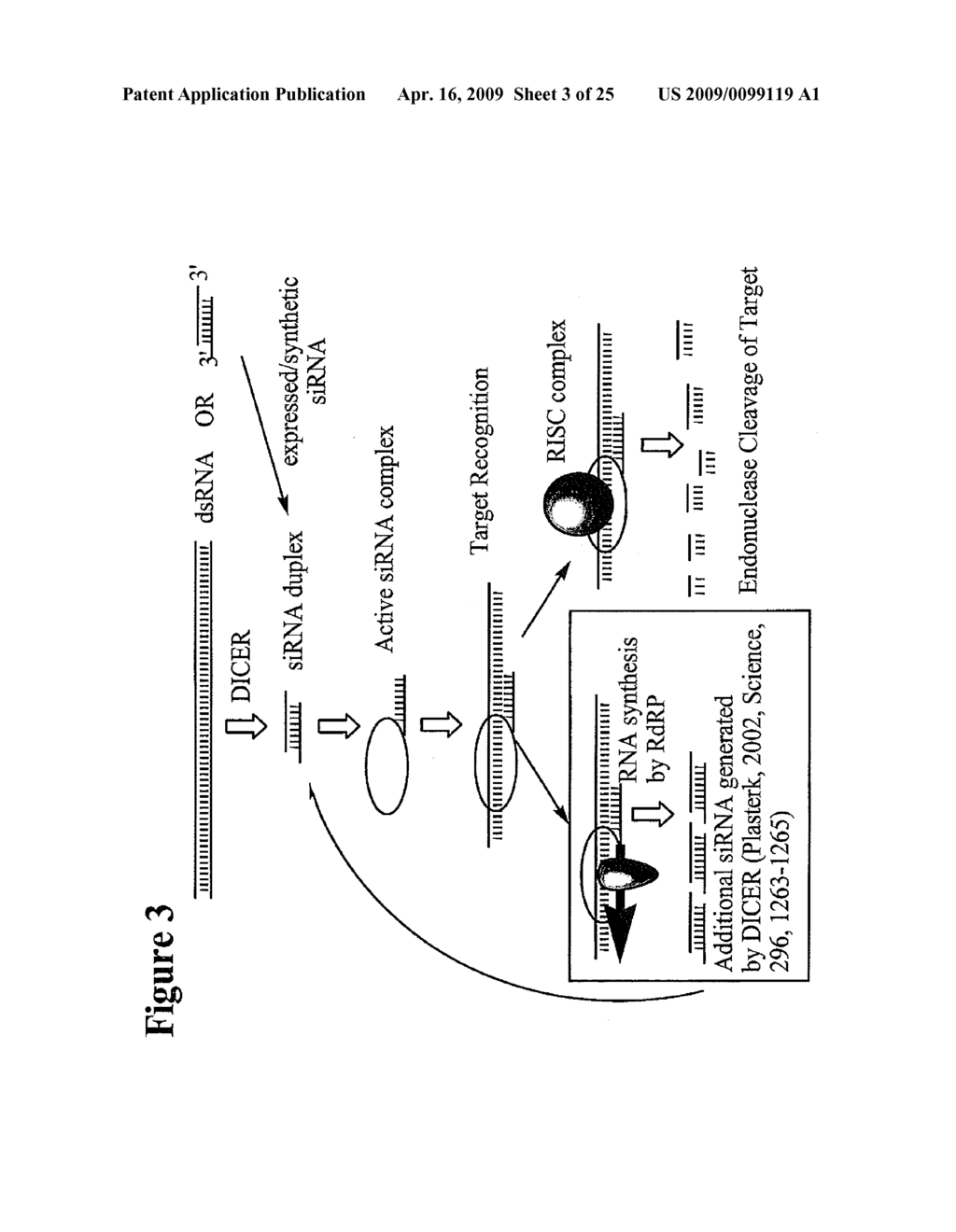 RNA INTERFERENCE MEDIATED INHIBITION OF RAS GENE EXPRESSION USING SHORT INTERFERING NUCLEIC ACID (siNA) - diagram, schematic, and image 04