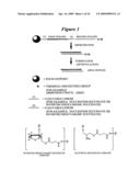 RNA INTERFERENCE MEDIATED INHIBITION OF MATRIX METALLOPROTEINASE 13 (MMP13) GENE EXPRESSION USING SHORT INTERFERING NUCLEIC ACID (siNA) diagram and image