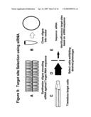 RNA INTERFERENCE MEDIATED INHIBITION OF MATRIX METALLOPROTEINASE 13 (MMP13) GENE EXPRESSION USING SHORT INTERFERING NUCLEIC ACID (siNA) diagram and image