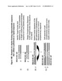 RNA INTERFERENCE MEDIATED INHIBITION OF MATRIX METALLOPROTEINASE 13 (MMP13) GENE EXPRESSION USING SHORT INTERFERING NUCLEIC ACID (siNA) diagram and image