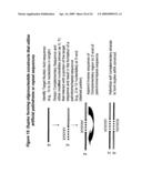 RNA INTERFERENCE MEDIATED INHIBITION OF MATRIX METALLOPROTEINASE 13 (MMP13) GENE EXPRESSION USING SHORT INTERFERING NUCLEIC ACID (siNA) diagram and image