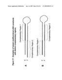 RNA INTERFERENCE MEDIATED INHIBITION OF MATRIX METALLOPROTEINASE 13 (MMP13) GENE EXPRESSION USING SHORT INTERFERING NUCLEIC ACID (siNA) diagram and image