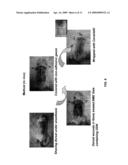 USE OF CpG OLIGODEOXYNUCLEOTIDES TO INDUCE EPITHELIAL CELL GROWTH diagram and image