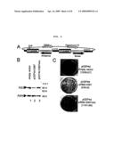 SHORT INTERFERING RNA AS AN ANTIVIRAL AGENT FOR HEPATITIS C diagram and image