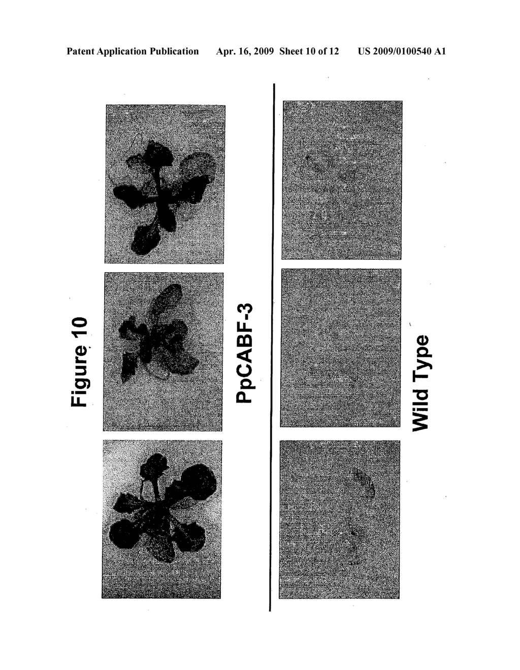 Transcription Factor Stress-Related Proteins and Methods of Use in Plants - diagram, schematic, and image 11