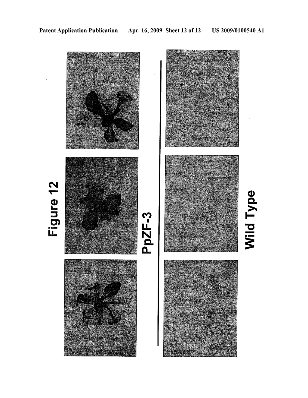 Transcription Factor Stress-Related Proteins and Methods of Use in Plants - diagram, schematic, and image 13