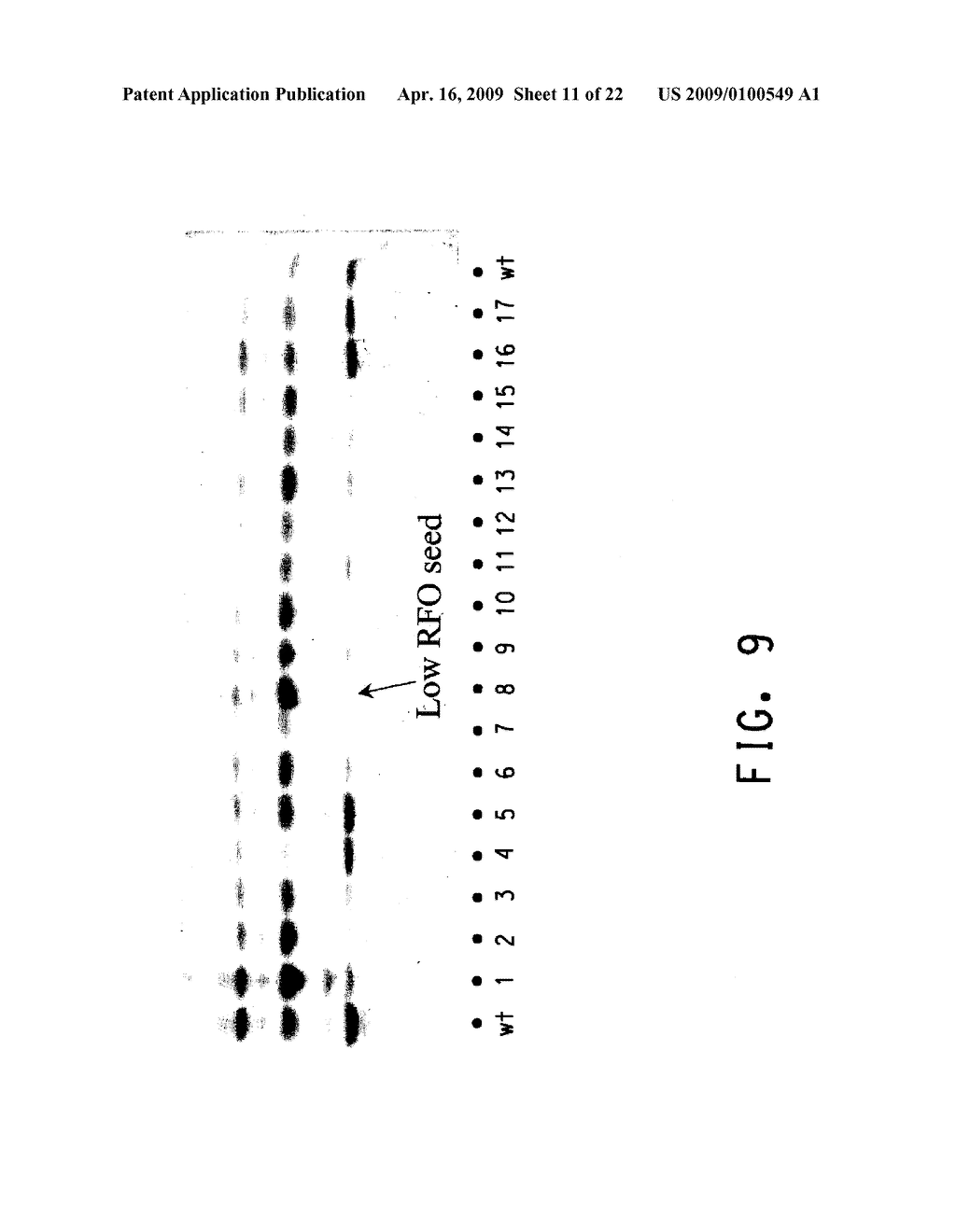 PLANT GALACTINOL SYNTHASE HOMOLOGS - diagram, schematic, and image 12