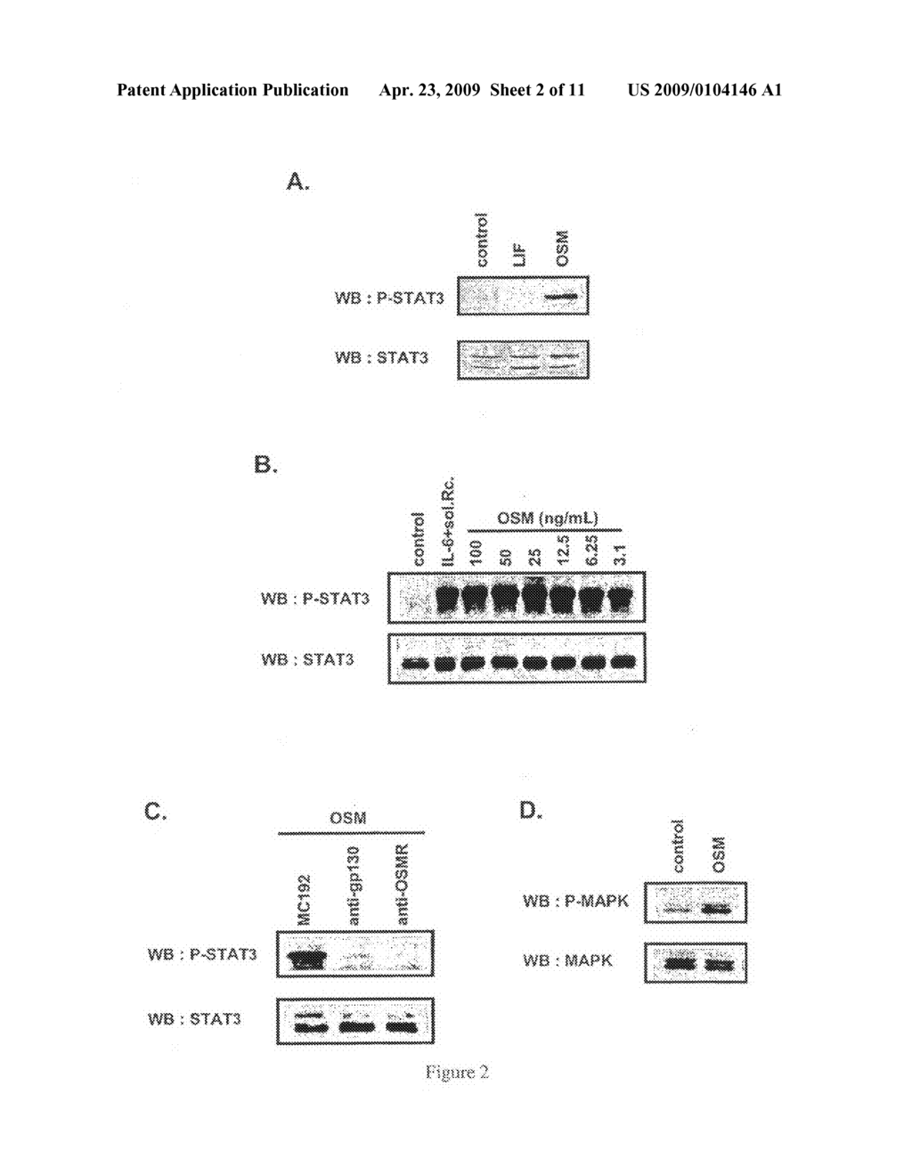 COMPOSITIONS FOR ENHANCING KERATINOCYTE MIGRATION AND EPIDERMAL REPAIR VIA A RECEPTOR CONTAINING OSMRBETA AS A SUBUNIT, AND APPLICATIONS THEREOF - diagram, schematic, and image 03