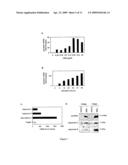 COMPOSITIONS FOR ENHANCING KERATINOCYTE MIGRATION AND EPIDERMAL REPAIR VIA A RECEPTOR CONTAINING OSMRBETA AS A SUBUNIT, AND APPLICATIONS THEREOF diagram and image