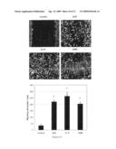 COMPOSITIONS FOR ENHANCING KERATINOCYTE MIGRATION AND EPIDERMAL REPAIR VIA A RECEPTOR CONTAINING OSMRBETA AS A SUBUNIT, AND APPLICATIONS THEREOF diagram and image