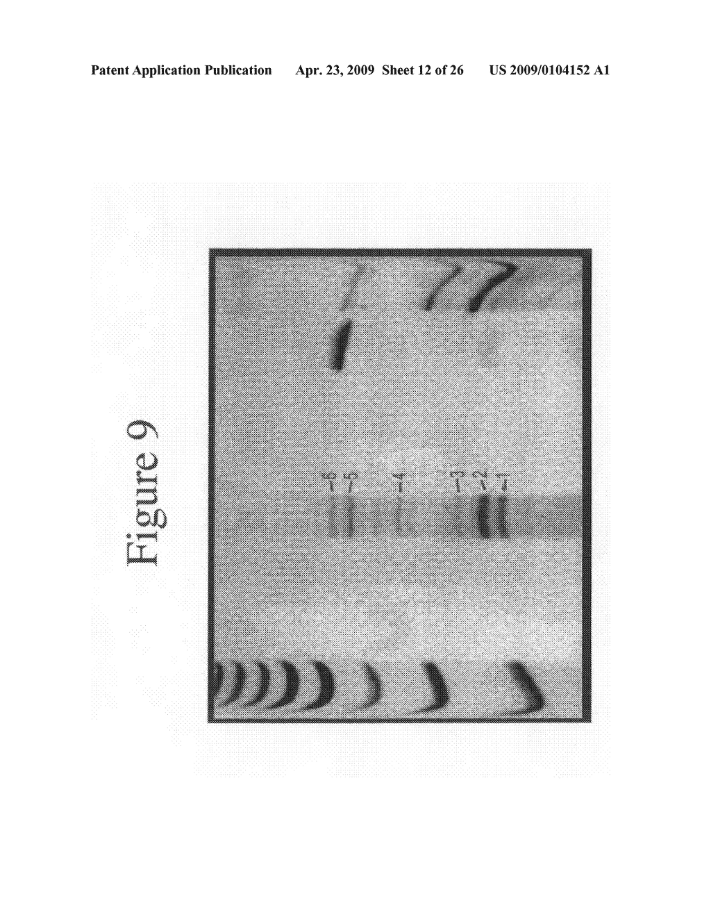 Glycosylated interferon alpha - diagram, schematic, and image 13