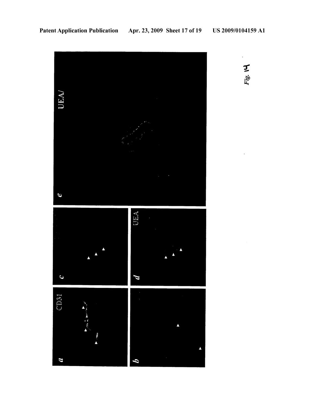 Vascular/Lymphatic Endothelial Cells - diagram, schematic, and image 18